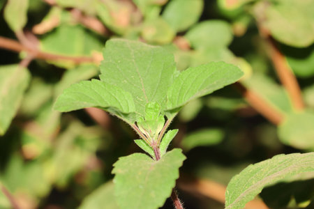 Close-up Photo of fresh green leaves on ayurvedic basil plant