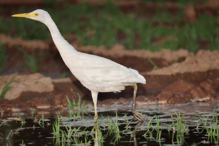 Close up photo of white heron bird standing in the water in search of foodの写真素材