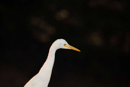 Close up photo of white heron neck and creative black background, white egret bird.の写真素材