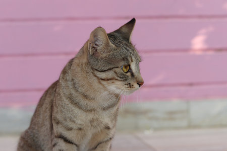 Close-up photo of A pet tabby cat sitting nearby a standing wall in the yard of the houseの写真素材
