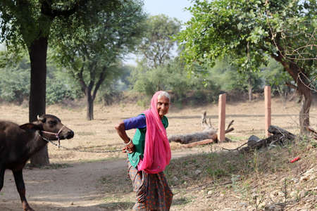 An old Indian woman grabbing a pet or a small buffalo calf by the chainsawのeditorial素材