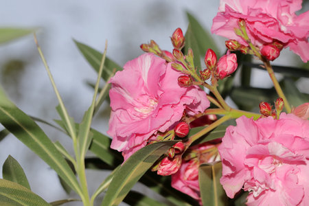 Close-up of Pink colored oleander flowers blooming in the garden