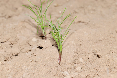 Close-up of Small plant of fresh organic hybrid cumin germinates from seed and grows and jeera plant