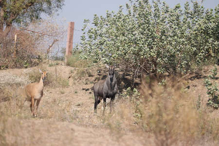 Close-up of Male Nilgai and female Nilgai standing together in the forest, looking at the cameraの写真素材