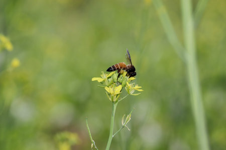 Close-up side view of honey Bee collecting organic fresh natural honey and beeswax from yellow...