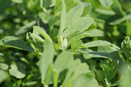 Close-up of Organic fresh green hybrid fenugreek small plant grows in the field and fresh fenugreek is full of ayurvedic properties and nutrientsの写真素材