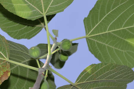Close-up high angle shot of Growing small green raw organic fresh hybrid fig fruitの写真素材