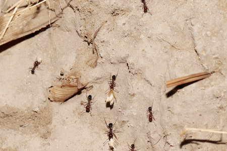 Close-up of Ants carrying wheat seeds from the fieldの写真素材