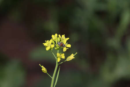 Close-up of Green fresh organic Thai hybrid variety of mustard yellow flowers cropping in mustard field with defocused background of mustard fieldの写真素材