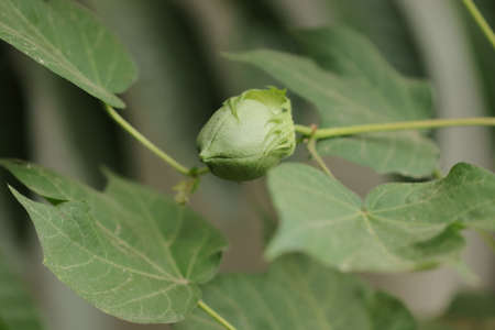 Organic Hybrid Improved new variety of cotton on cotton crop fruits or boll growing on cotton plant in the cotton field india with blur background of cotton flowers or cotton leaves on the twigの写真素材