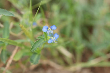 Macro photography of blue grass or wildflower in forestの写真素材