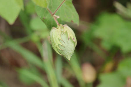 Organic Hybrid Improved new variety of cotton on cotton crop fruits or boll growing on cotton plant in the cotton field india with blur background of cotton flowers or cotton leaves on the twigの写真素材