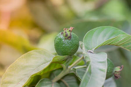 Close-up of Organic Healthy Hybrid Thai guava Harvest with Fresh Large Large guava Fruitsの写真素材