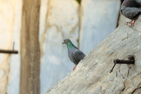 Close-up of full body of A pigeon bird sitting on a rock and looking at the camera on a summer morningの写真素材
