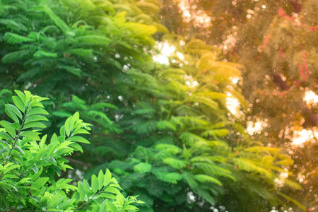 Close-up of light effect rain forest background with defocused rain water drops falling on treesの写真素材
