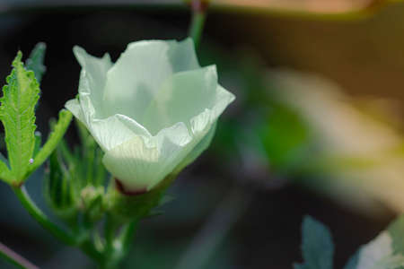 Close-up of The white flower of Organic Healthy Hybrid Thai Variety ladyfinger blooms in the summer on the standing ladyfinger crop in the field and blur background of nature. okra flowerの写真素材