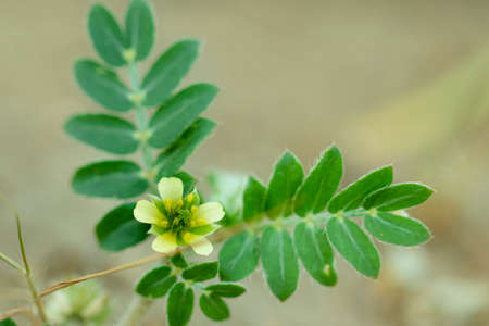 Close-up of Gokhru Chota , Tribulus Terrestris flower and Small Caltrops flower Natural medicinal plant , yellow flower of ayurvedic plant gokharu vineの写真素材