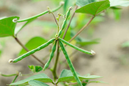 Close-up of Green lentil pods filled with large seeds on an organic Thai hybrid variety green lentil plantの写真素材