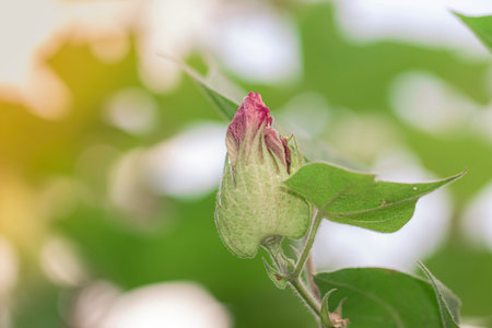 Close-up of Organic Healthy Hybrid Thai Variety Cotton flower growing on a cotton branch inside a cotton fieldの写真素材