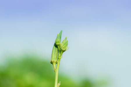 Close-up of organic Thai hybrid variety fresh green okra vegetable is planted on the ladyfinger or okra plant in okra vegetable field india with sky backgroundの写真素材