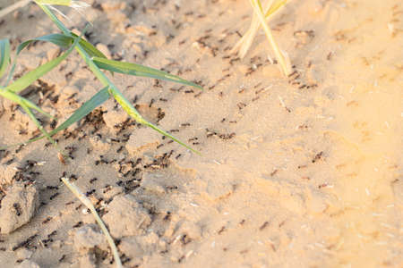 Close-up of large group of ants walking around the ant nest or ant hill in summer with light effect photo backgroundの写真素材