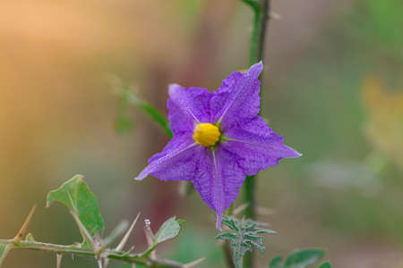 Close-up of purple flower of wild thorn grass blooming in the forest during summerの写真素材