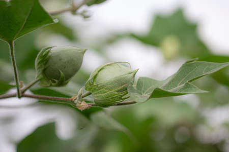 Close-up of Organic Healthy Hybrid Thai Cotton Harvest with Fresh Large Large Cotton Fruits or Cottonの写真素材