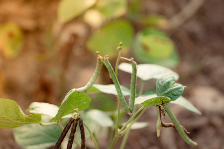 Close-up of organic Thai hybrid variety Green lentil pods filled with large seeds on an organic Thai hybrid variety green lentil plantの写真素材