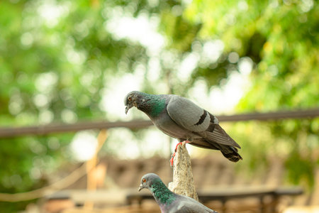Close-up full body of a pigeon bird sitting outside in summer with blur background of natureの写真素材