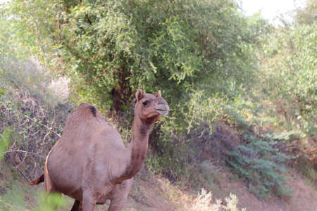 Close-up of female camel standing in the forest, Rajasthanの写真素材