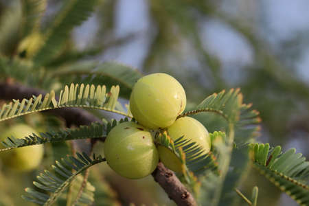 The fruit of amla, which is used as a medicine in Ayurveda, is planted on a tree in the garden.Phyllanthus emblica, also known as emblic,emblic myrobalan, myrobalan, Indian gooseberry, Malacca tree,の写真素材