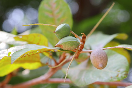 Close-up photo of Green fresh ripe almond fruit hanging on a tree branch in the gardenの写真素材