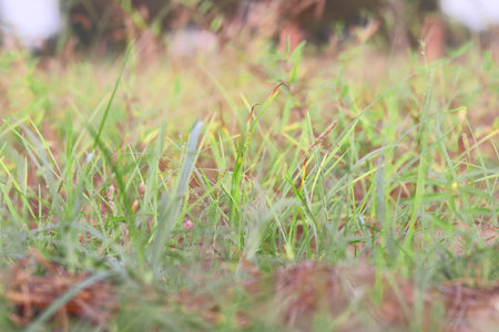 Close-up Defocused background Photo of Grass Flowers with grass Ears