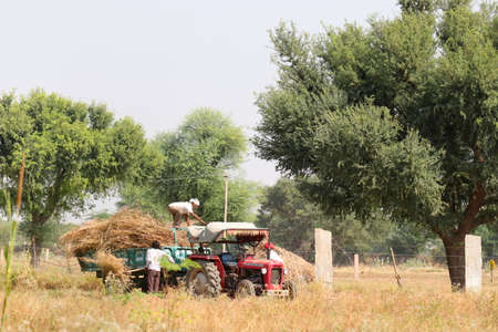 Pali Rajasthan, India. âNovember, â03 â2021. Workers and farmers filling the tractor trolley with the harvested crop in the fieldのeditorial素材