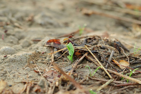 Close-up photo of A small green pea plant emerged from the earth and drops of dew water were lying...