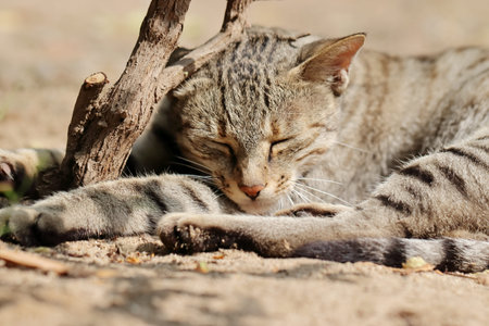 Close-up photo of a tabby grey cat resting under a plantの写真素材