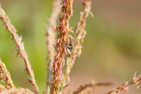 Close-up photo of a honey bee collecting pollen from flowers