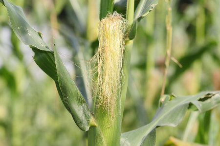 Close-up photo of Maize Fruit Growing on Maize Crop