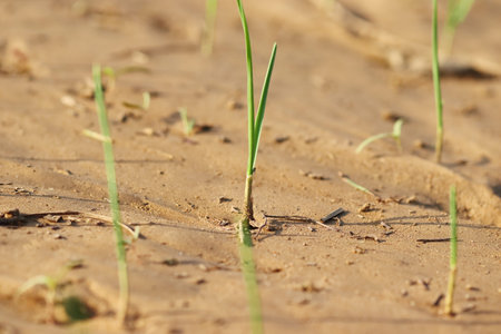 Close-up photo of A small garlic plant growing in the field