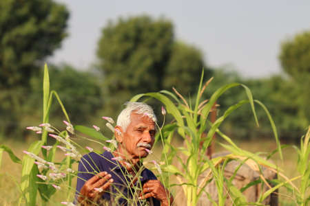 Close-up photo of An Indian Aged man senior Farmer looking at the camera in a corn field with selective focused background , indiaの写真素材