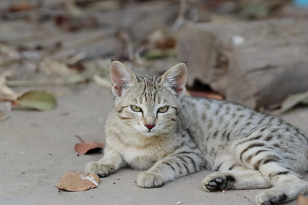 tabby cat baby sitting outside nature and looking at cameraの写真素材