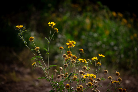 close-up photo of yellow wild sunflower spring flower blooming in the gardenの写真素材
