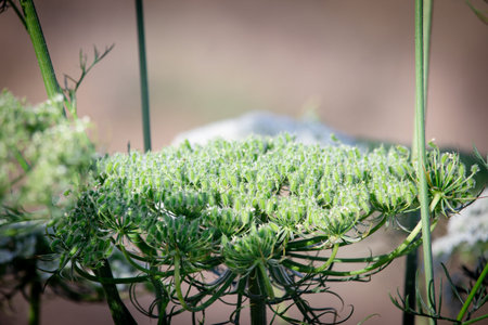 Close-up side view photo of raw carrot seeds on plant