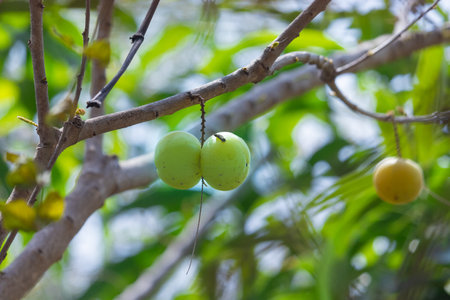 close-up photo of Ripe green fresh Amla fruits hanging from tree branchの写真素材