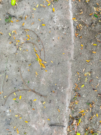 wild texture with the view of ant in this texture soil is seen with some small leafs which is dry .の写真素材