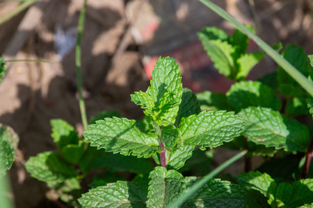 A close-up shot of a mint plant growing in a garden, showcasing its bright green, textured leaves....