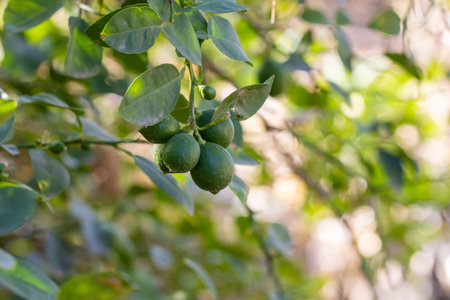 Close-up image of a lime tree branch with fresh green limes and leaves, captured in natural sunlight.の写真素材