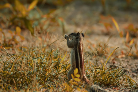 squirrel eating grass,squirrel Two legs up view,India squirrel の写真素材