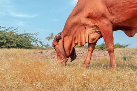 milky cow eating  grass,African cow ,African cow eating grassの写真素材