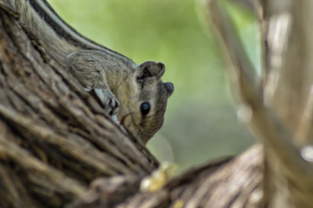 Indian Squirrel in the wild at  tree branch, Black and Gray Indian Squirrel Climbing on tree in forestの写真素材